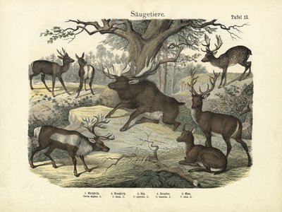 Mamíferos, c.1860 de German School